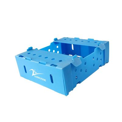 5mm 6mm Correx PP Plastic Boxes For Fruits And Vegetables