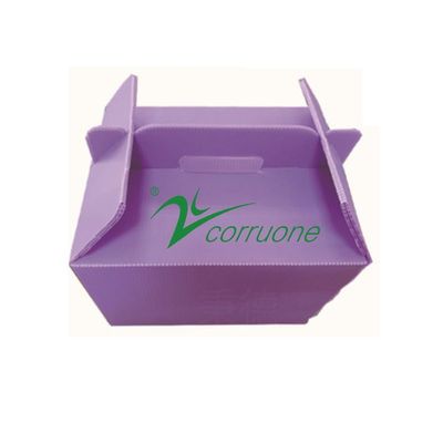 Corruone PP polypropylene correx foldable box Fresh vegetable and fruits pp corrugated plastic sheet box