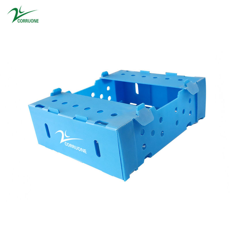 Corruone Waterproof Folding Polypropylene  Corrugated Plastic Fruits Vegetables Asparagus/Ginger/Taro/Okra Packing box