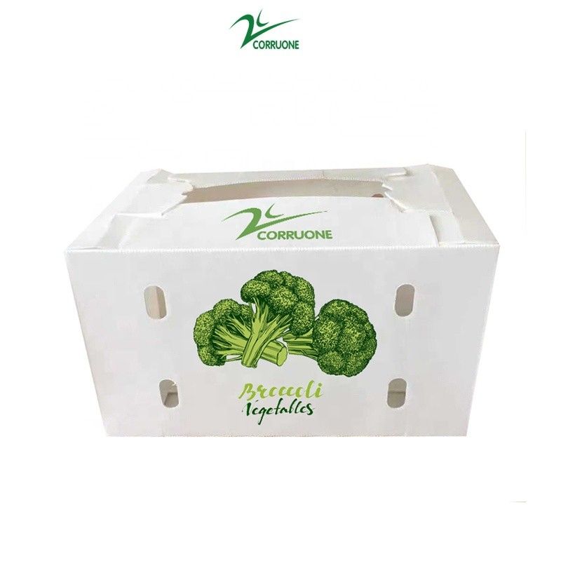 Correx Fruit Box PP Corrugated Plastic Box For Vegetable  And Agriculture Packing Box
