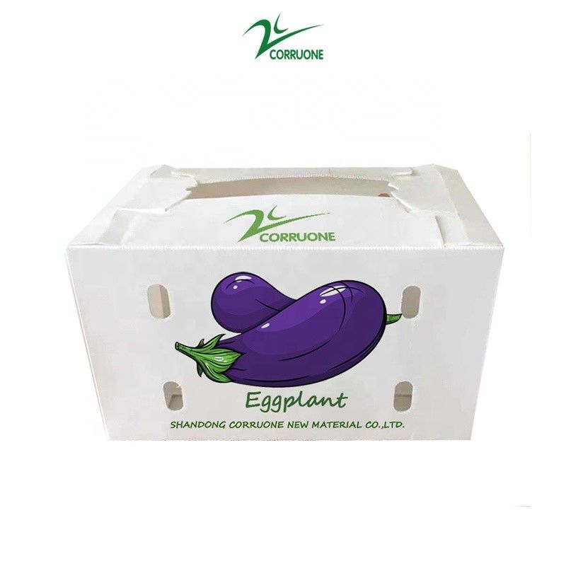 Correx Fruit Box PP Corrugated Plastic Box For Vegetable  And Agriculture Packing Box