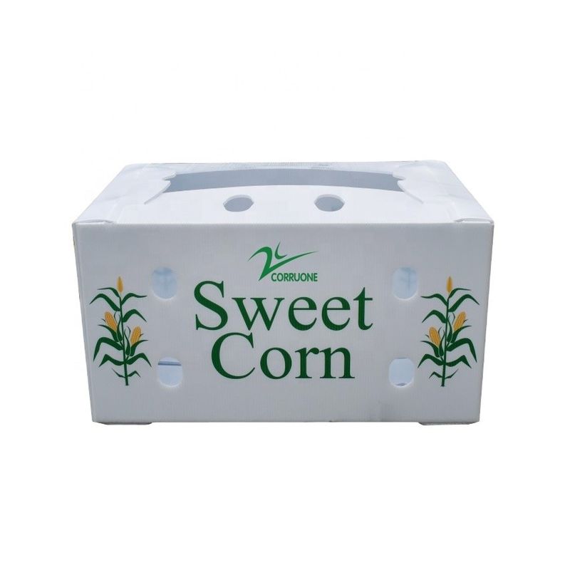 Correx Fruit Box PP Corrugated Plastic Box For Vegetable  And Agriculture Packing Box