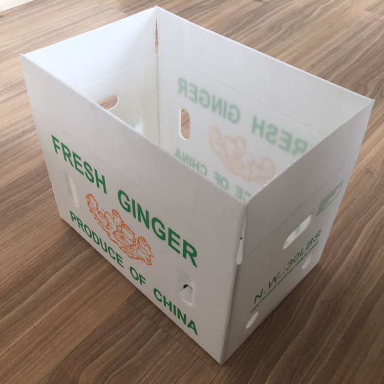 Fruit Vegetable Packing PP Cartonplast Grapes Packing Boxes Plastic Broccoli Boxes Corrugated Ginger Sheet