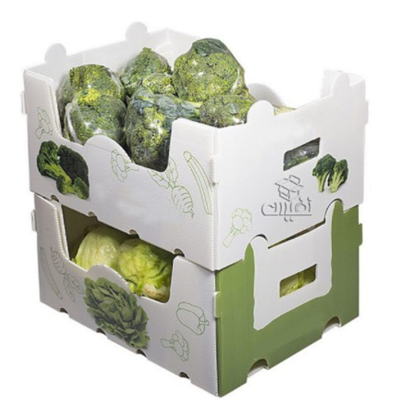 PP Corrugated Plastic Box for Vegetable and Fruit Box Corn broccoli  and Agriculture Packing box