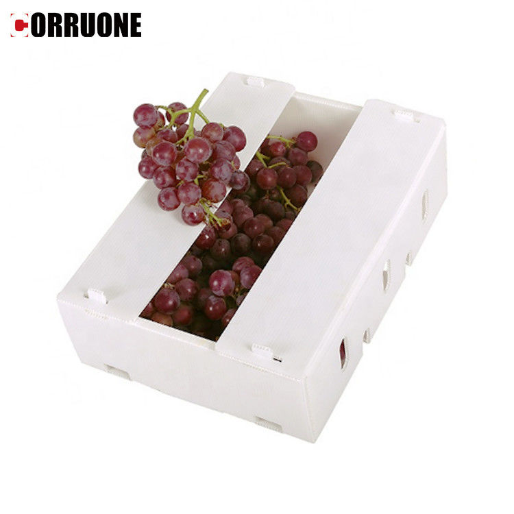 PP Corrugated Plastic Box for Vegetable and Fruit Box Corn broccoli  and Agriculture Packing box