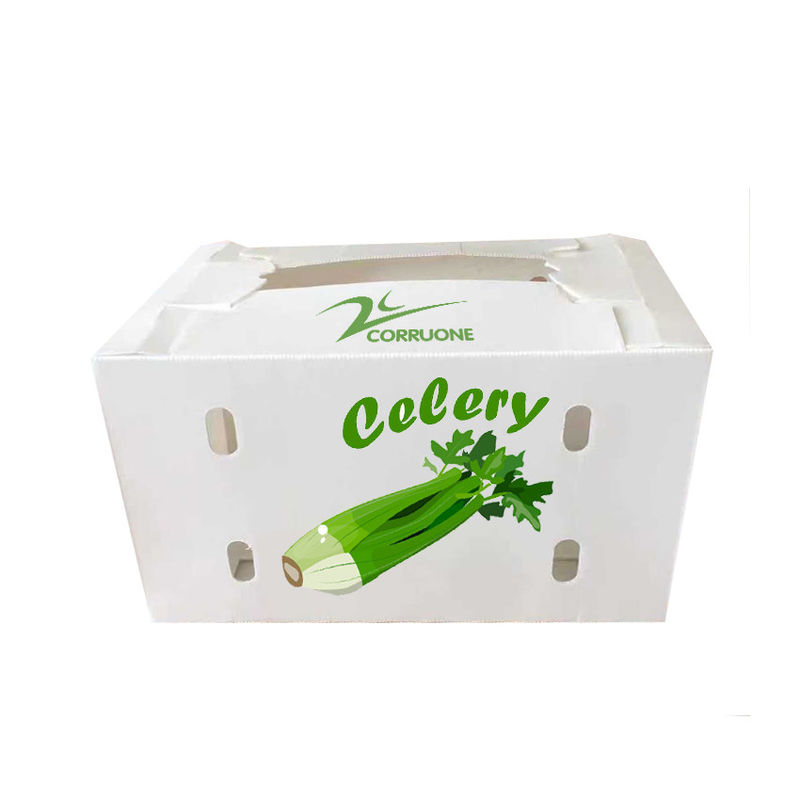 New 2023 Corrugated plastic box for Fruits and vegetables low price