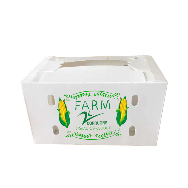 Corruone Waterproof Folding Polypropylene  Corrugated Plastic Fruits Vegetables Asparagus/Ginger/Taro/Okra Packing box