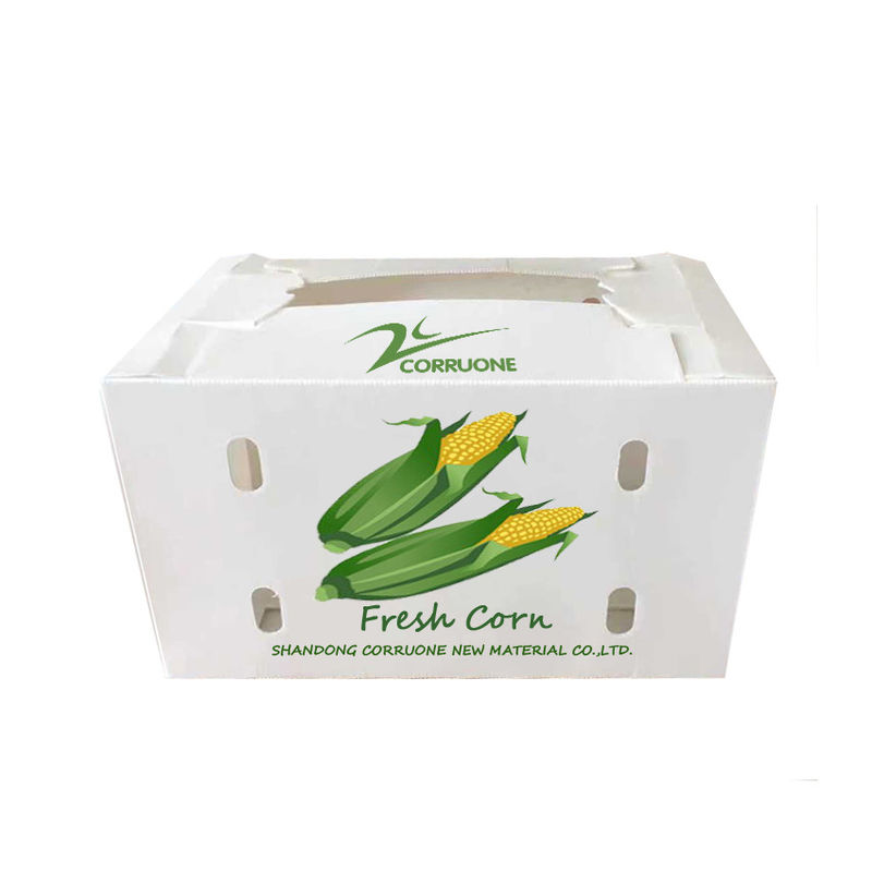 Corruone Waterproof Folding Polypropylene  Corrugated Plastic Fruits Vegetables Asparagus/Ginger/Taro/Okra Packing box