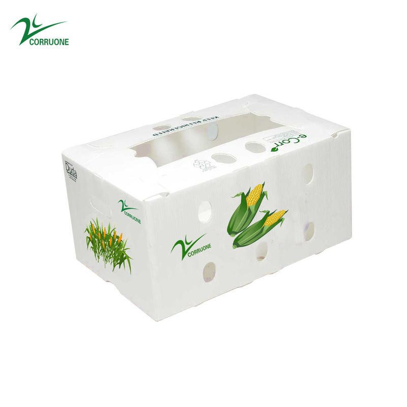 Corruone PP Correx fruit seafood vegetable Cartonplast corrugated plastic Polypropylene boxes