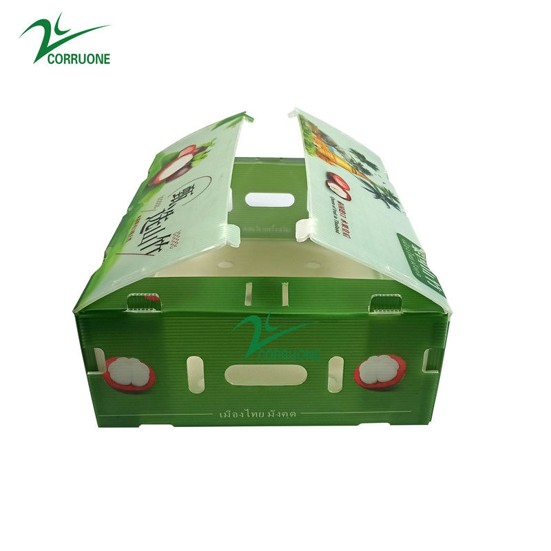 PP Corrugated Plastic BOX for Vegetable and Fruit Box Corflute correx Corn broccoli and Agriculture Packing boxes