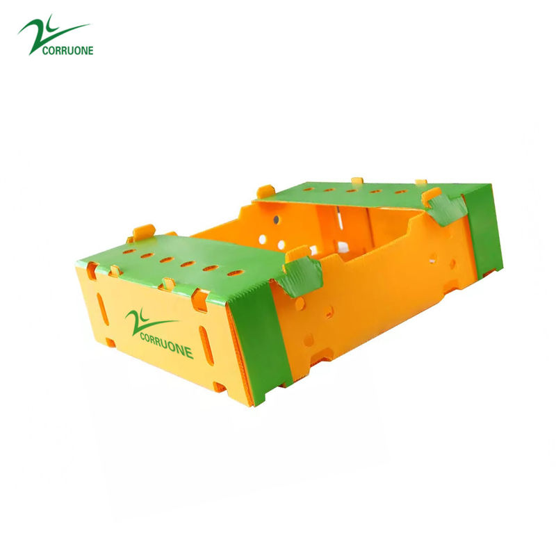 PP Corrugated Plastic Box for Vegetable and Fruit Agriculture Packing box