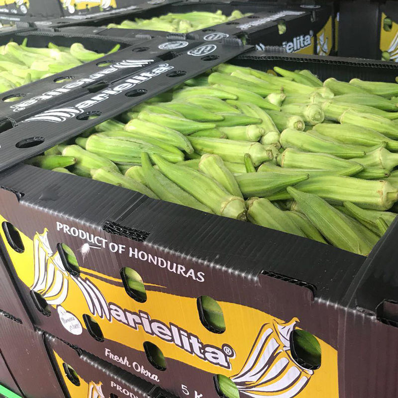 PP Corrugated Plastic Box for Vegetable and Fruit Agriculture Packing box