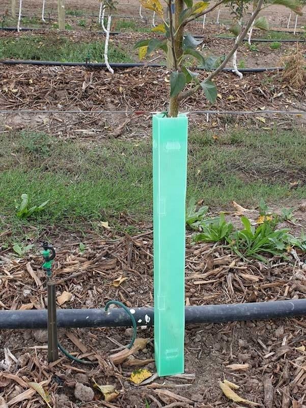 Corruone China Hot Sale Waterproof PP Corrugated Plastic Tree Guards